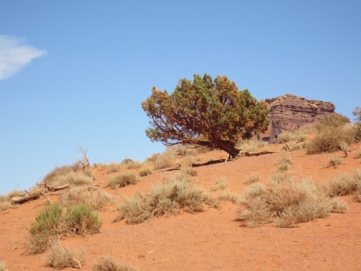 Encore un arbre