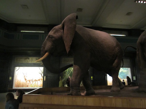 Un éléphant