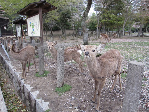 Des animaux curieux...