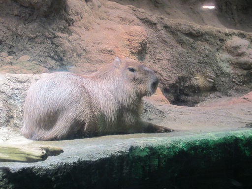 Un capybara tranquille