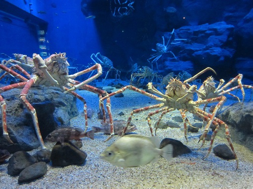Des crabes-araignées