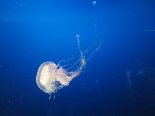 Une méduse