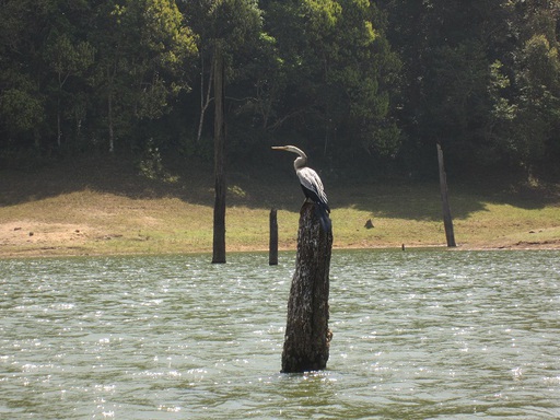 Un oiseau