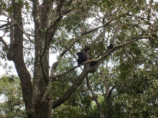 Un singe dans un arbre