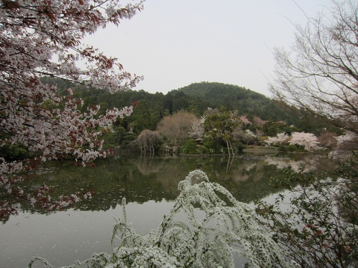 Le lac de Ryoanji
