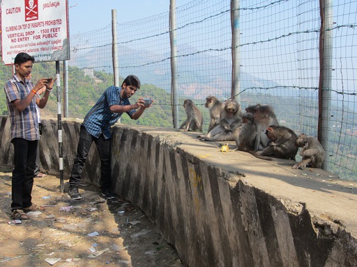 Des singes très photographiés