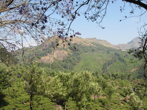 Première vue des plantations de thé