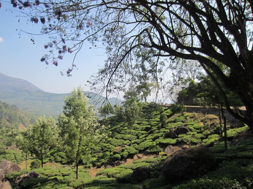 Plantations de thé