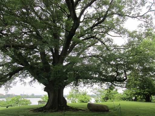 Un arbre vieux de 375 ans