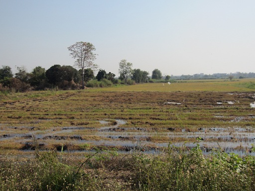 Brûlis dans une rizière