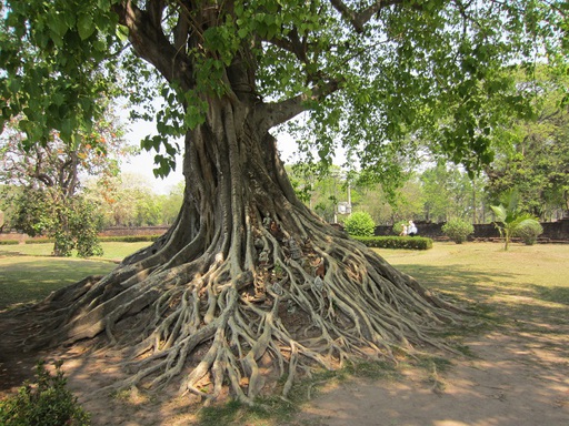 Un arbre sacré avec statuettes