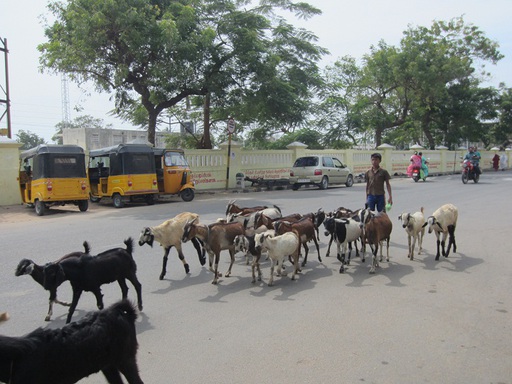 Un troupeau de chèvre passe