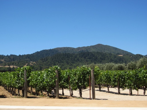 Premiers aperçus des vignobles