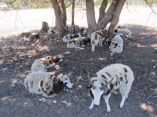Des moutons Jacob, une espèce rare, vus à Calistoga