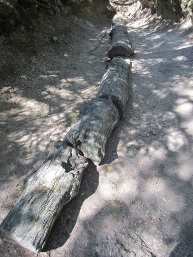 Un arbre pétrifié