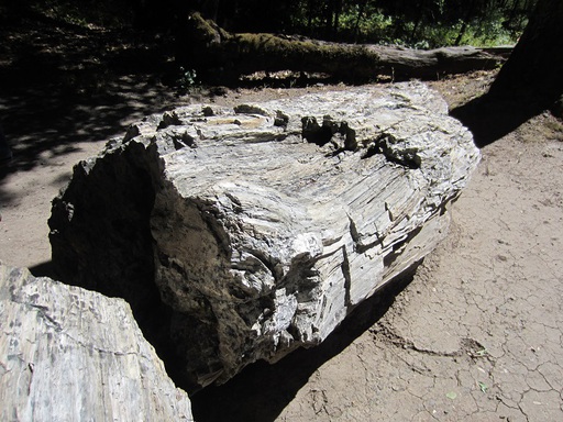 Un arbre pétrifié