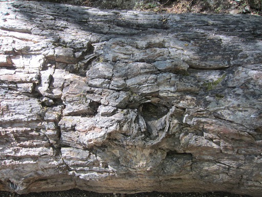 Détail d'un des arbres de pierre