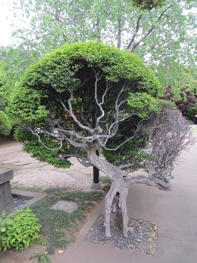 Un arbre
