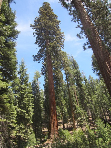 Dans la forêt des séquoias géants