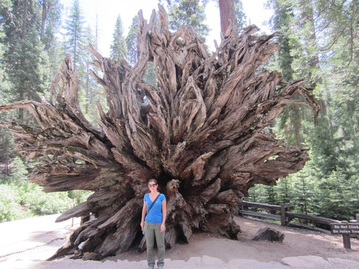 Moi devant un arbre déraciné