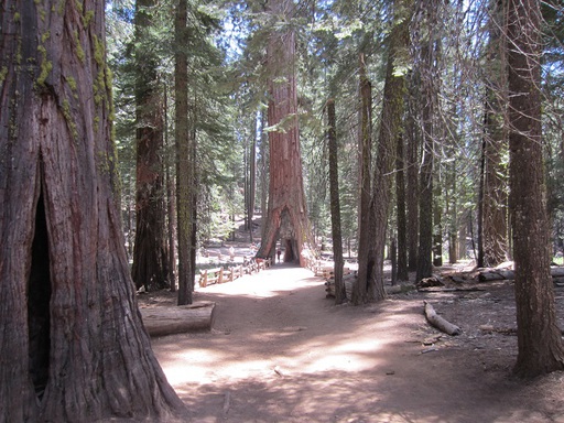 Chemin vers l'arbre creusé