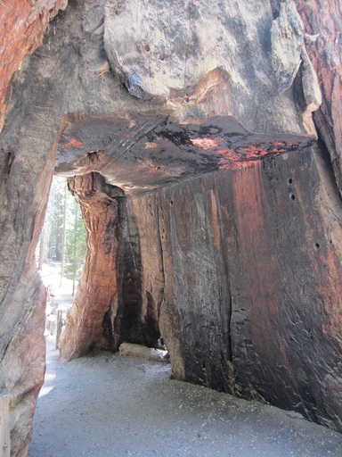 Arbre creusé au début du siècle pour attirer les touristes (et ça marche encore!)