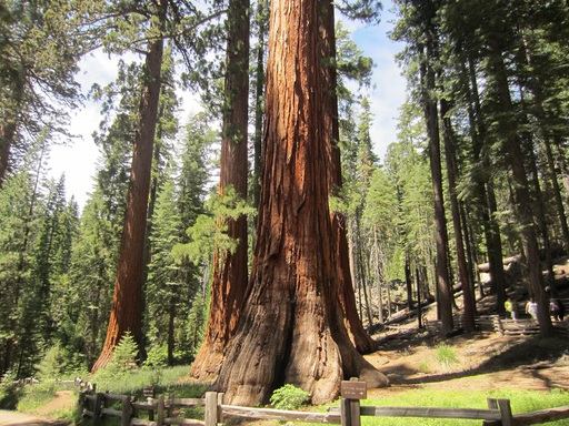 La forêt