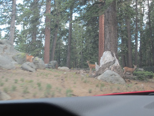 Et sur le bord de la route, une famille de cerfs