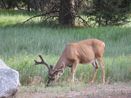 Rencontre sur le bord d'un chemin