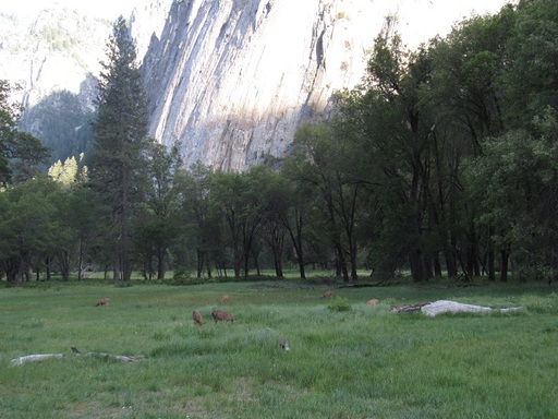 Dans une prairie, des cerfs