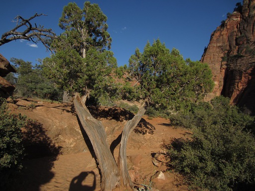 Des arbres