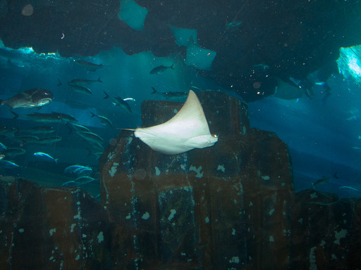Other ray (notice people diving in the aquarium)