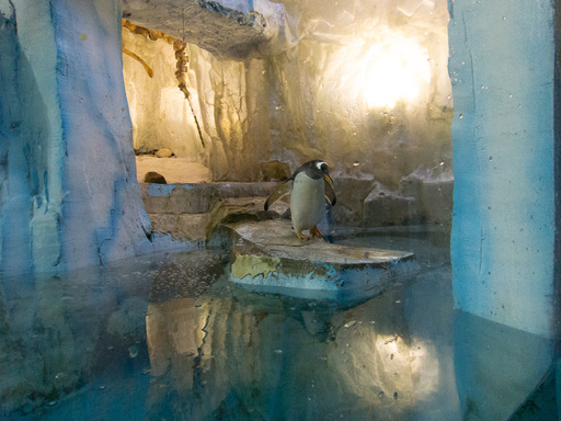 Penguins at the zoo (in the desert)